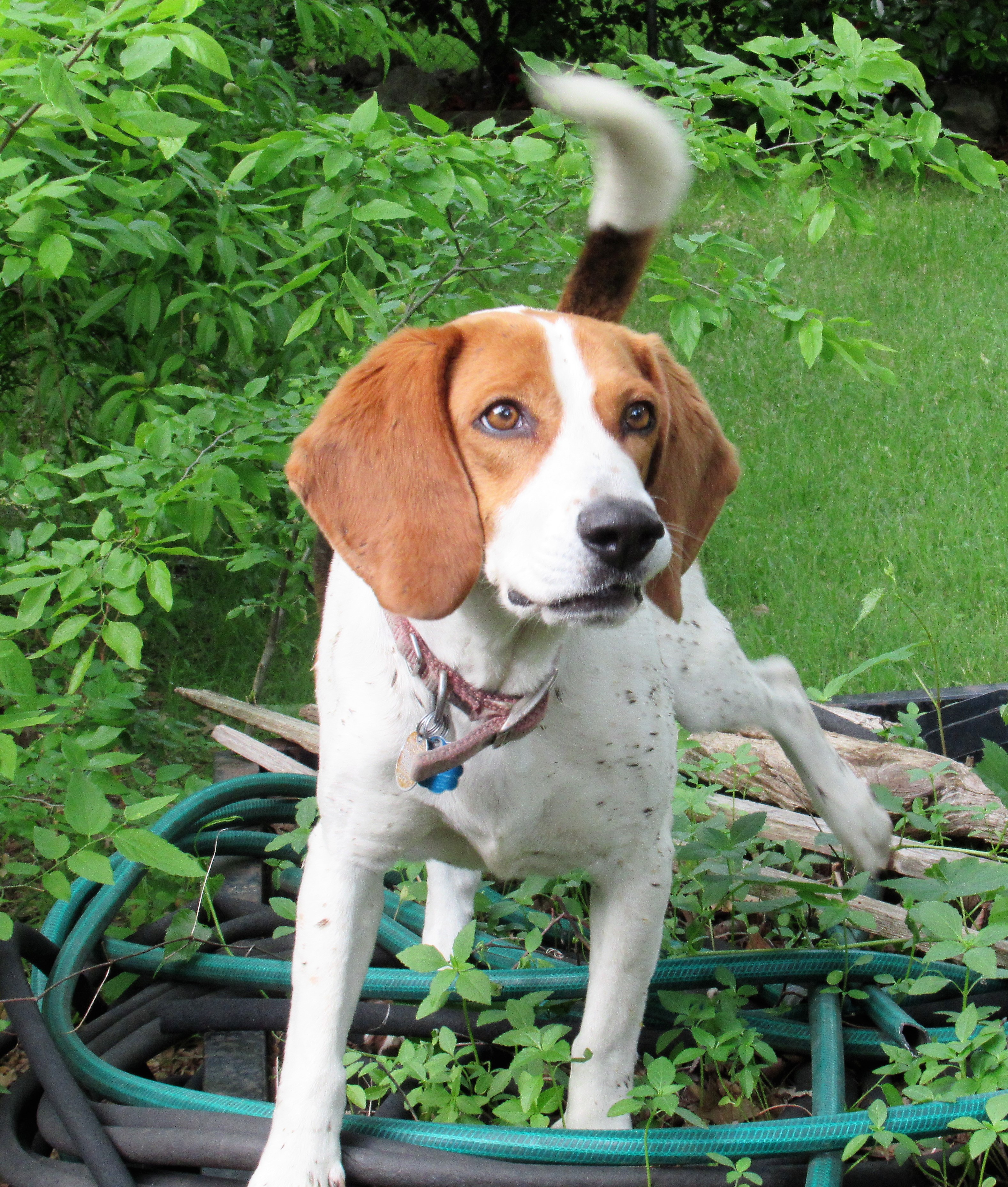 Twister's recovery www.memurray.com.wordpress.com