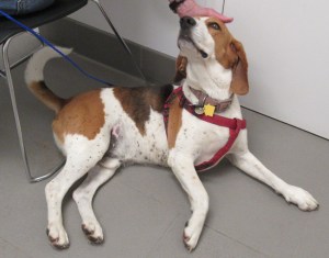 vetclinic/www.memurray.com.wordpress.com