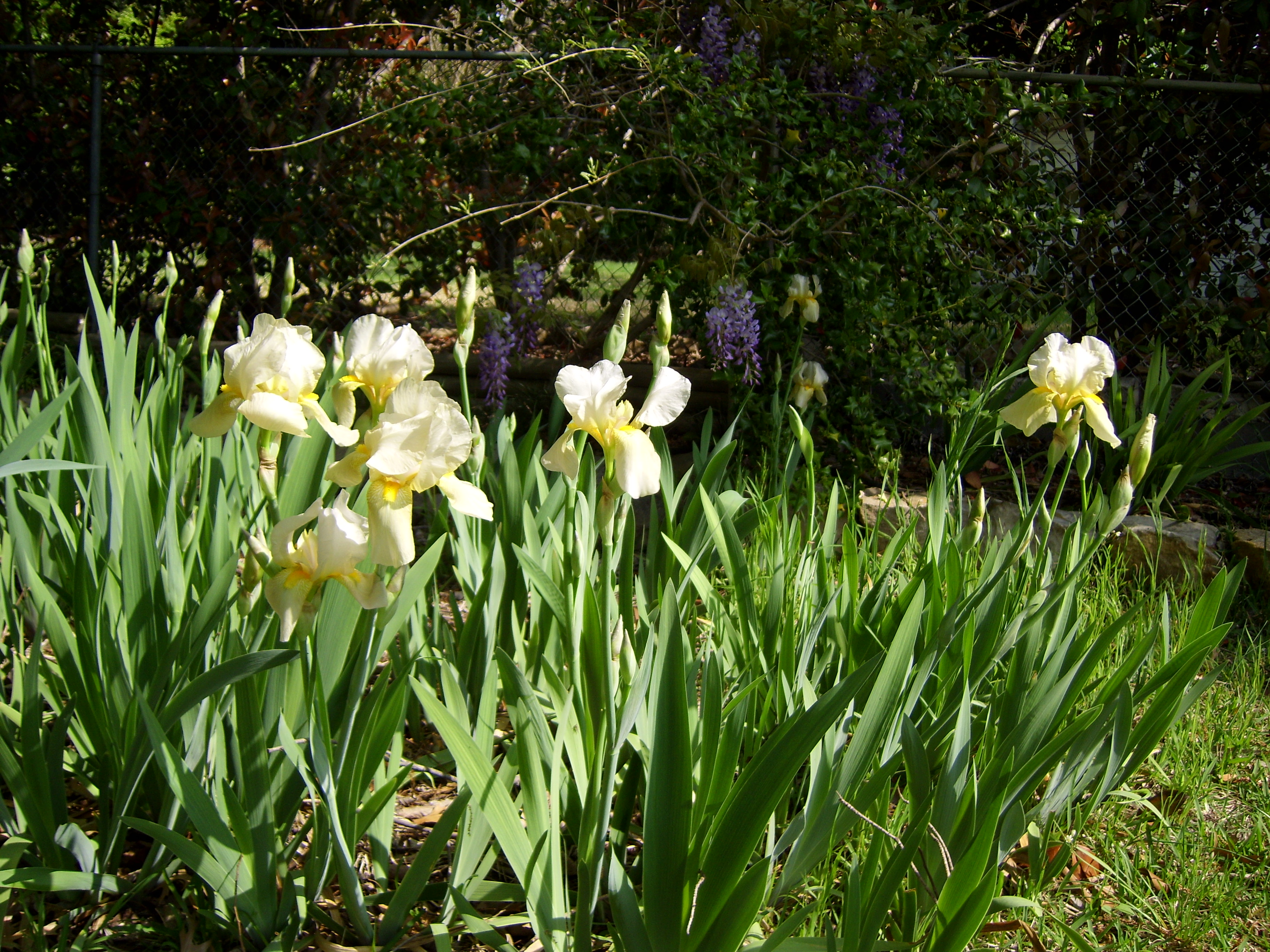 irises www.memurray.com.wordpress.com
