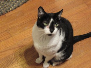 Kliban, the quasi-feral cat www.memurray.com.wordpress.com