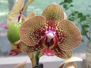 orchidflower/www.memurray.com/www.wordpress.com