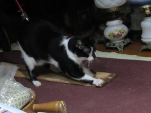 Klyban/www.memurray.com/wordpress.com